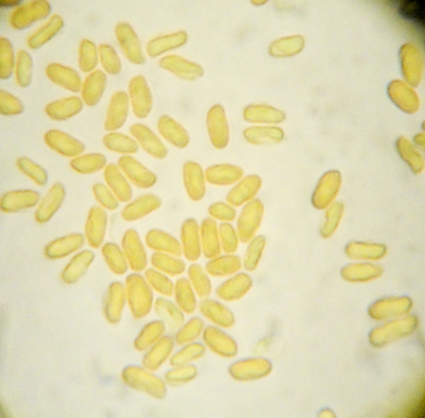 Byssomerulius corium? (Byssomerulius corium)